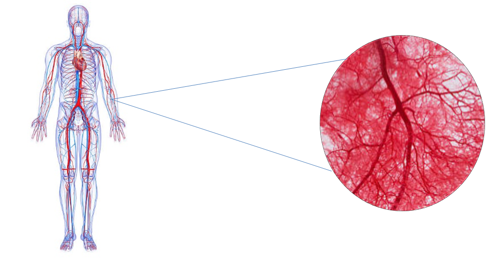 Image shows the proportion of macrocirculation and microcirculation in the human body